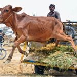 Vendor unloading the sacrificial animal on the delivery van at sacrificial animals market during upcoming Eidul azha