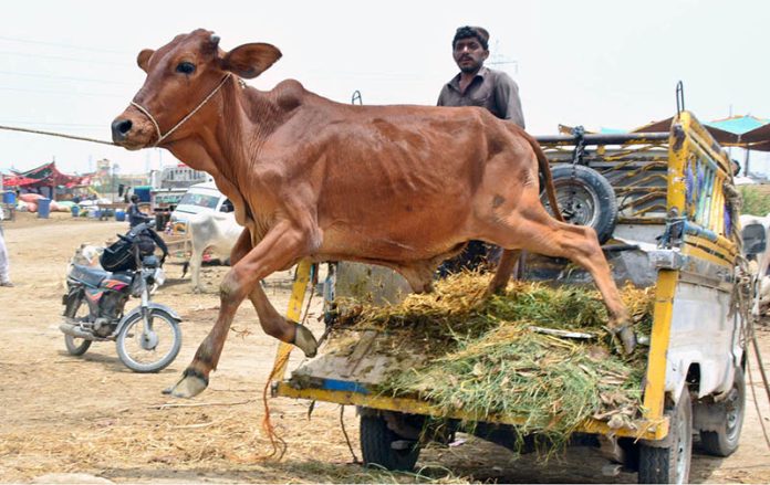 Vendor unloading the sacrificial animal on the delivery van at sacrificial animals market during upcoming Eidul azha