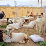 Vendor displaying sacrificial animals and waits for customers at cattle market ahead of Eid-ul-Adha