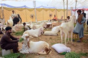 Vendor displaying sacrificial animals and waits for customers at cattle market ahead of Eid-ul-Adha