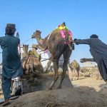 People are loading sacrificial animal on vehicle after purchasing from the Animal Market, Bhatta Chowk in connection with Eidul Azha