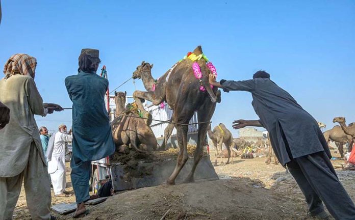 People are loading sacrificial animal on vehicle after purchasing from the Animal Market, Bhatta Chowk in connection with Eidul Azha