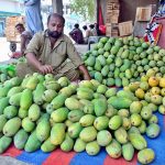 A vendor displays fresh mangoes to attract passersby at the local fruit market