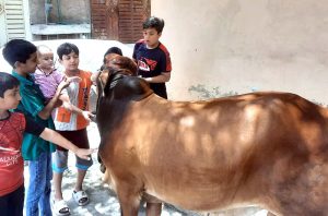Children play with and care for their sacrificial animal ahead of Eid ul Azha.