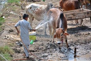 Vendor displaying sacrificial animals and waits for customers at cattle market ahead of Eid-ul-Adha