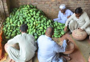 A vendor displays fresh mangoes to attract passersby at the local fruit market