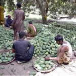 labourer sort the finest quality of freshly plucked mangoes at a mango orchard in Tando Jam, for delivery to local and international markets during the peak of the mango season
