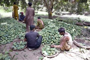 labourer sort the finest quality of freshly plucked mangoes at a mango orchard in Tando Jam, for delivery to local and international markets during the peak of the mango season