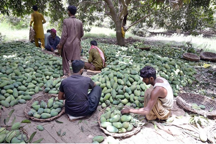 labourer sort the finest quality of freshly plucked mangoes at a mango orchard in Tando Jam, for delivery to local and international markets during the peak of the mango season