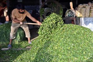 A vendor prepares fresh green fodder for sacrificial animals at the Ring Road cattle market in preparation for Eid ul Azha.