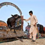 Vendor offloading sacrificial animal from delivery van at Bypass Road Cattle Market for upcoming Eidul Azha