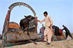 Vendor offloading sacrificial animal from delivery van at Bypass Road Cattle Market for upcoming Eidul Azha
