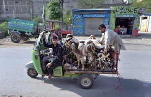 People are loading sacrificial animal on vehicle after purchasing from the Animal Market, Bhatta Chowk in connection with Eidul Azha