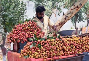 A vendor sells fresh lychees from his roadside setup.