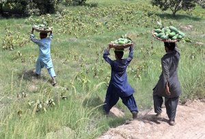 labourer sort the finest quality of freshly plucked mangoes at a mango orchard in Tando Jam, for delivery to local and international markets during the peak of the mango season