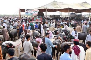 Vendor offloading sacrificial animal from delivery van at Bypass Road Cattle Market for upcoming Eidul Azha