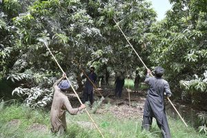 labourer sort the finest quality of freshly plucked mangoes at a mango orchard in Tando Jam, for delivery to local and international markets during the peak of the mango season