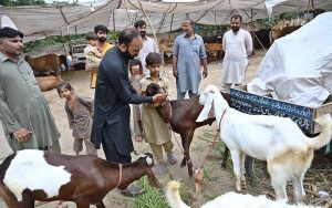 Youngsters with their sacrificial animal roam the city streets, adding to the festive spirit ahead of Eid-ul-Adha.