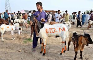 Vendor offloading sacrificial animal from delivery van at Bypass Road Cattle Market for upcoming Eidul Azha