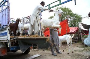 Youngsters with their sacrificial animal roam the city streets, adding to the festive spirit ahead of Eid-ul-Adha.