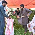 A vendor selling green fodder for sacrificial animals at Saidpur Road in connection with Eidul Azha