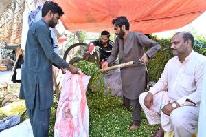 A vendor selling green fodder for sacrificial animals at Saidpur Road in connection with Eidul Azha