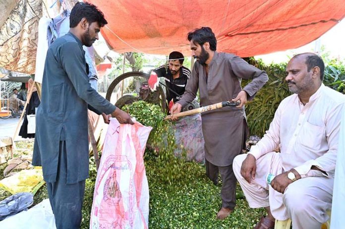 A vendor selling green fodder for sacrificial animals at Saidpur Road in connection with Eidul Azha
