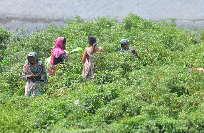 Women labourers busy picking green chilies from a field to earn their livelihood amid hot and humid weather in the city