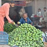 A shopkeeper displays fresh raw mangoes to attract customers at his roadside stall in Suraj Miani