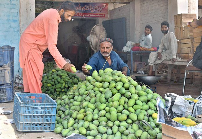 A shopkeeper displays fresh raw mangoes to attract customers at his roadside stall in Suraj Miani