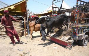 Vendors offloading sacrificial animal from delivery van at Ring road cattle market.
