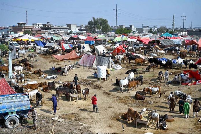 Vendors displaying sacrificial animals and waits for customers at I-12 cattle market ahead of Eid-ul-Adha