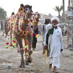 Vendors displaying the sacrificial animal (Camels) to attract customers at Animal Market, Shahpur Kanjra in connection with Eidul Azha