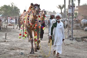 Vendors displaying the sacrificial animal (Camels) to attract customers at Animal Market, Shahpur Kanjra in connection with Eidul Azha