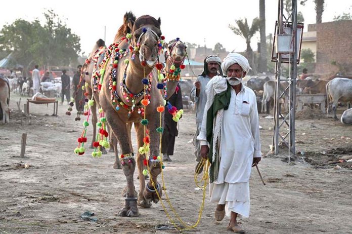 Vendors displaying the sacrificial animal (Camels) to attract customers at Animal Market, Shahpur Kanjra in connection with Eidul Azha