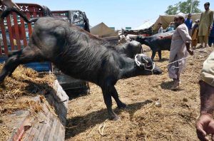 Vendors offloading sacrificial animal from delivery van at Ring road cattle market.