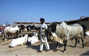 Vendors displaying sacrificial animals and waits for customers at I-12 cattle market ahead of Eid-ul-Adha