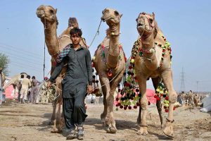 Vendors displaying the sacrificial animal (Camels) to attract customers at Animal Market, Shahpur Kanjra in connection with Eidul Azha
