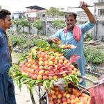 A vendor displaying and selling peach on bicycle