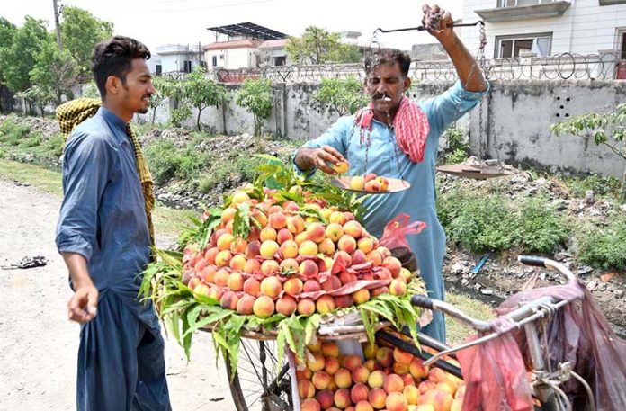 A vendor displaying and selling peach on bicycle
