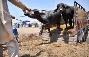 Vendors offloading sacrificial animal from delivery van at Ring road cattle market.