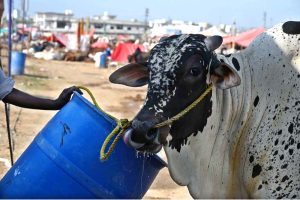 Vendors displaying sacrificial animals and waits for customers at I-12 cattle market ahead of Eid-ul-Adha