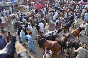 Vendors displaying the sacrificial animal (Camels) to attract customers at Animal Market, Shahpur Kanjra in connection with Eidul Azha