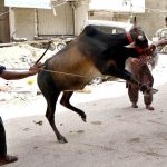 Butchers slaughtering sacrificial animal on 1st day of Eidul Azha in Provincial Capital