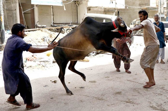 Butchers slaughtering sacrificial animal on 1st day of Eidul Azha in Provincial Capital