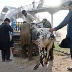People struggle to load a sacrificial animal onto a delivery truck after purchase, ahead of Eid-ul-Azha, at Zia Masjid along the Expressway in the federal capital