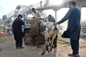 People struggle to load a sacrificial animal onto a delivery truck after purchase, ahead of Eid-ul-Azha, at Zia Masjid along the Expressway in the federal capital