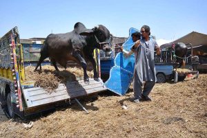 Vendors offloading sacrificial animal from delivery van at Ring road cattle market.