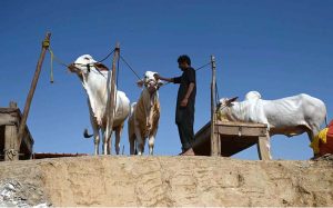 Vendors displaying sacrificial animals and waits for customers at I-12 cattle market ahead of Eid-ul-Adha