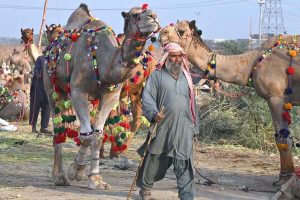 Vendors displaying the sacrificial animal (Camels) to attract customers at Animal Market, Shahpur Kanjra in connection with Eidul Azha